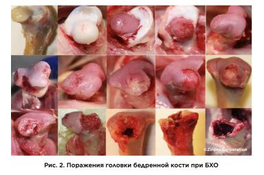 Хромота бройлеров: как избежать убытков