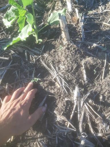 Можно ли обрабатывать подсолнечник имазамоксом?