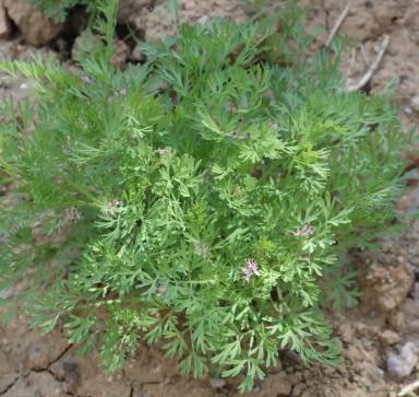 Дымянка лекарственная (аптечная)