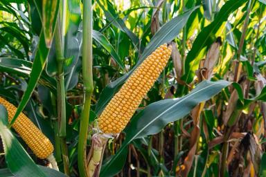 ЛГ 31330 гибрид кукурузы Лимагрейн