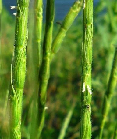 Эгилопс цилиндрический