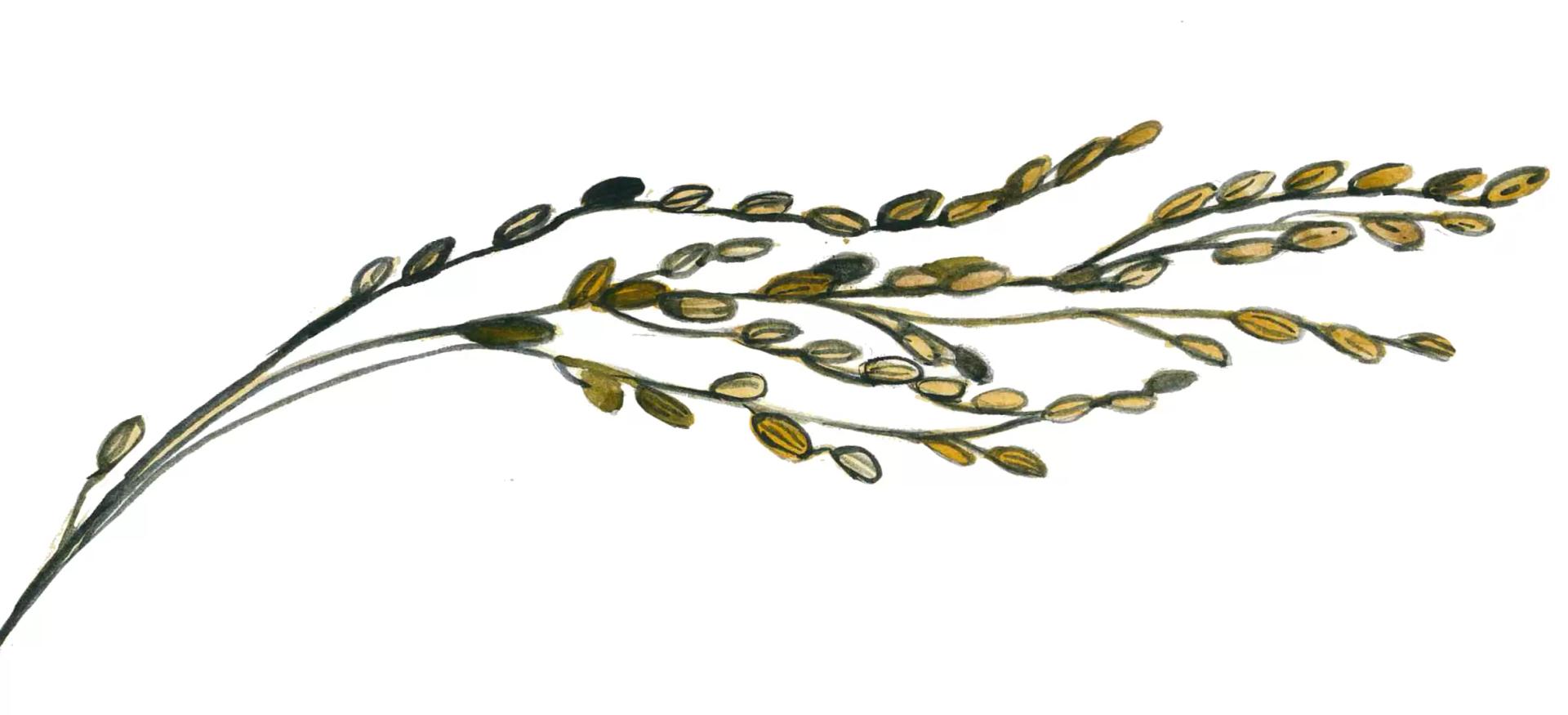 Филлостиктоз риса