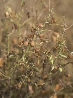 Чечевица КДЦ Кермит