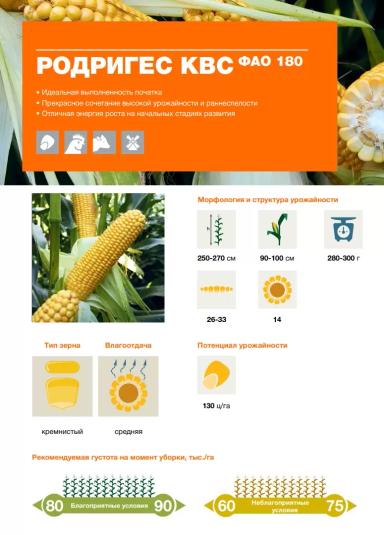 Родригес КВС - гибрид кукурузы ( Zea mays L.).