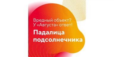 «Вредный объект? У «Августа» ответ!» – падалица подсолнечника в посевах сои