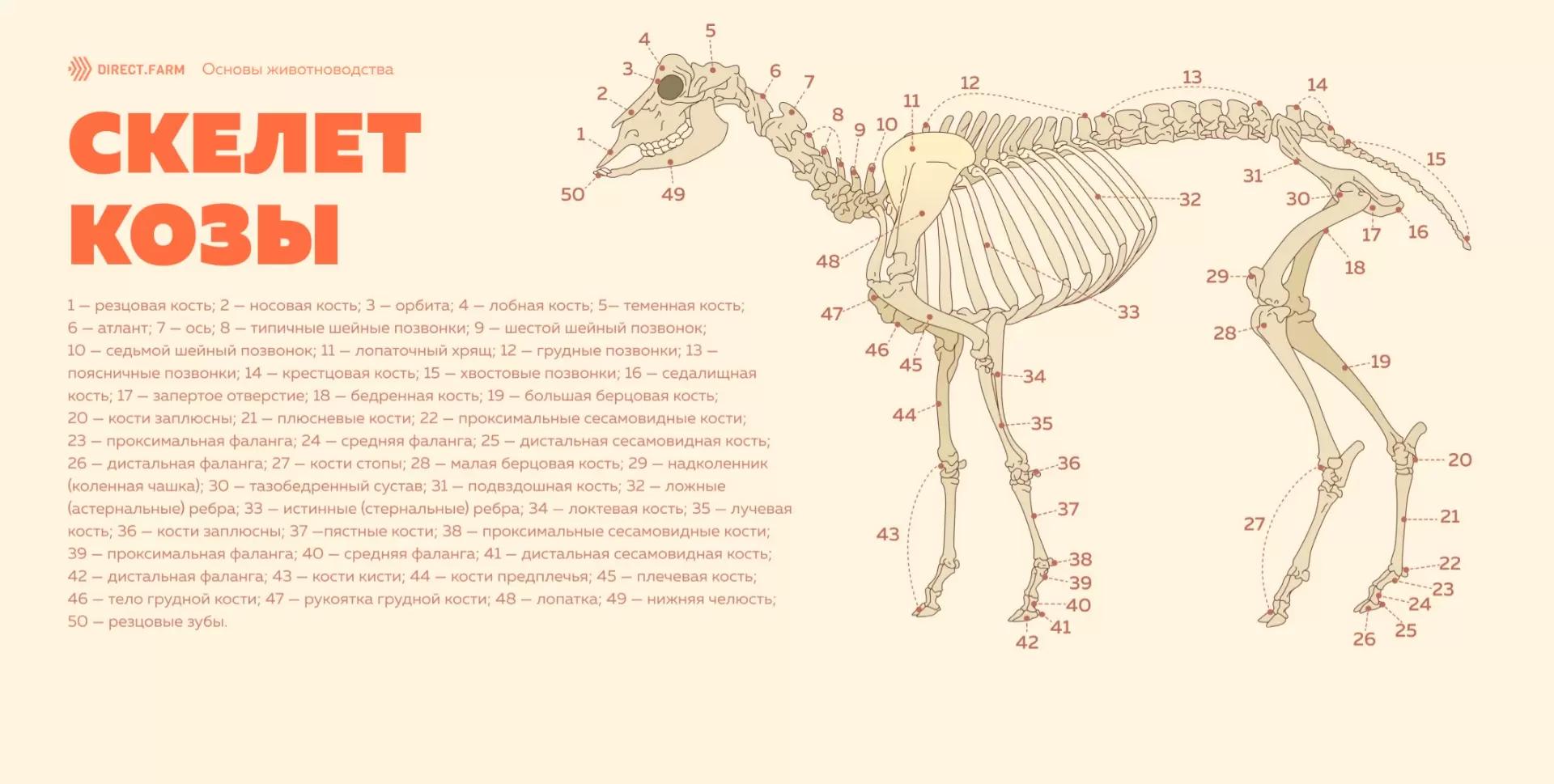 Строение скелета козы