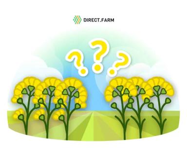 Выбор сорта или гибрида ярового рапса