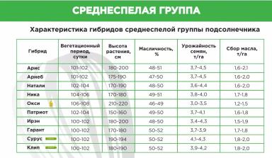 Ирэн ® - гибрид подсолнечника (Helianthus annuus L.).