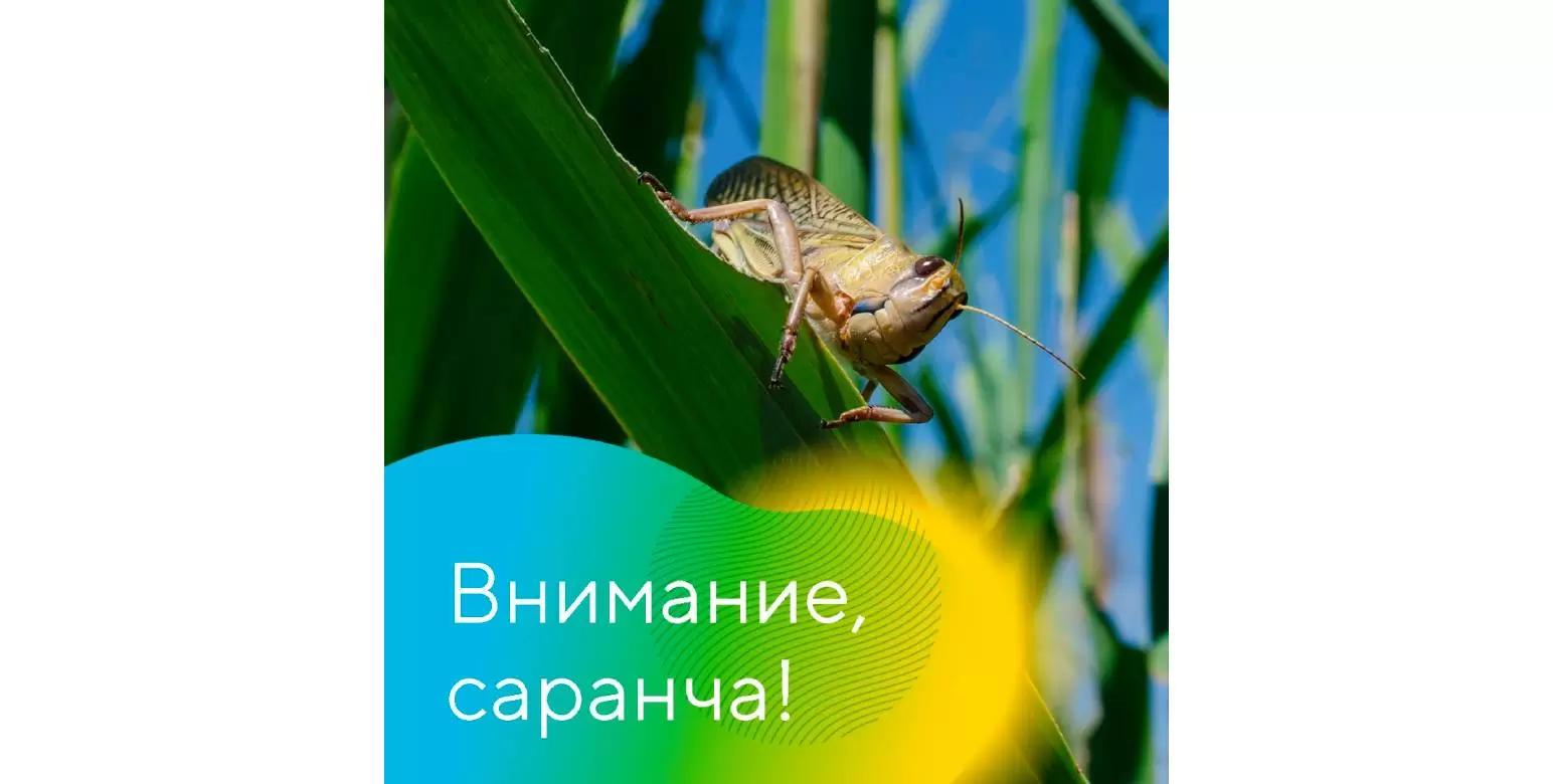 Возможны вспышки саранчи