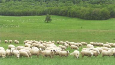Дюдэ – Овцеводство. Гл. 12. Ч. 2. Выпас. Рационы