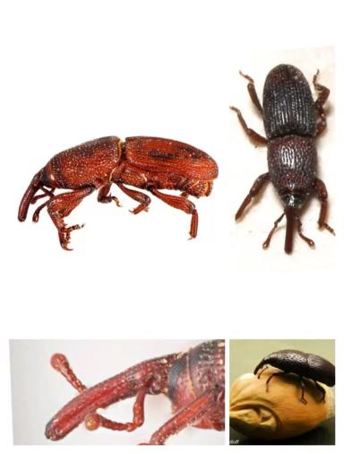 Долгоносик амбарный