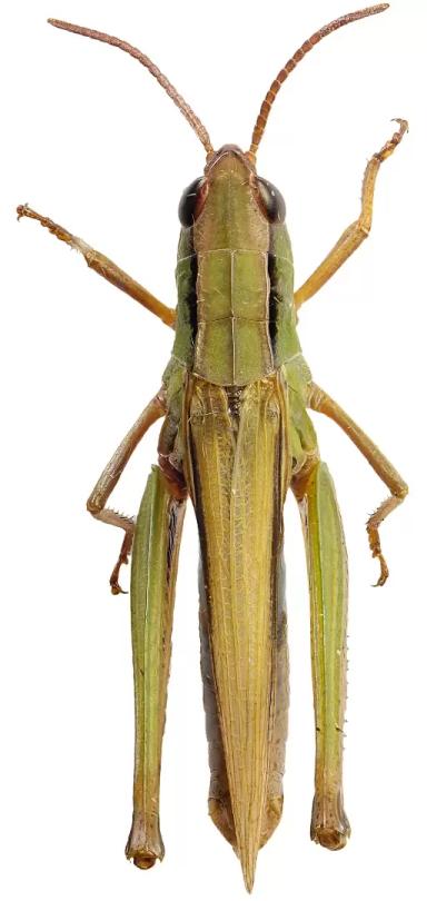 Белополосая кобылка