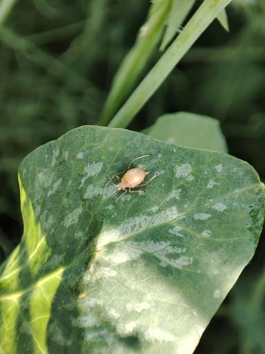 Вредитель на горохе