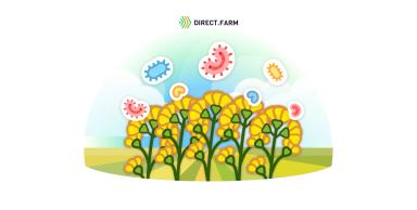 Система защиты рапса от болезней