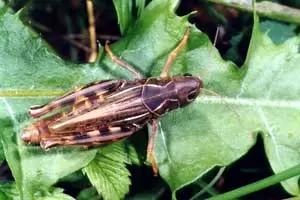 Крестовая кобылка