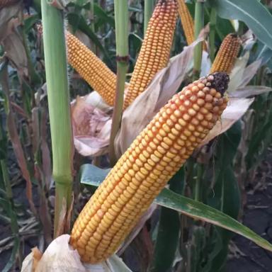 МАС 25 Ф - гибрид кукурузы ( Zea mays L.).