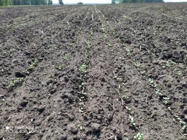 Вопросы из чатов: загущены ли посевы льна?