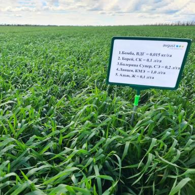 Вести с полей. Ставропольский край