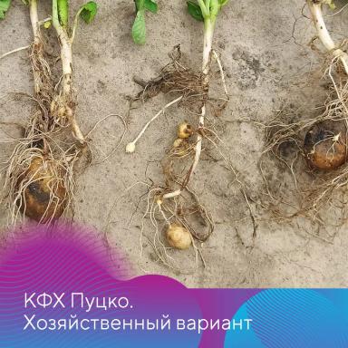 Защита картофеля от ризоктониоза