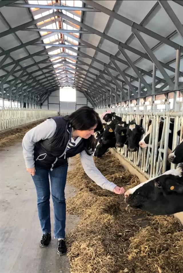 Одномоментный запуск... Корове голодать?