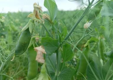 Вопросы из чатов: чем провести обработку?