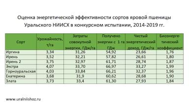Новинки Уральской селекции яровой пшеницы