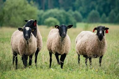 Как начать бизнес в животноводстве.