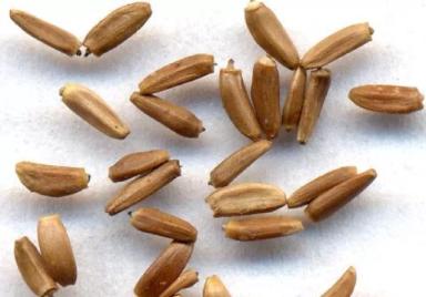 Cirsium arvense var. setosum