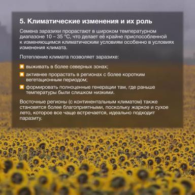 Расширение ареала заразихи подсолнечниковой