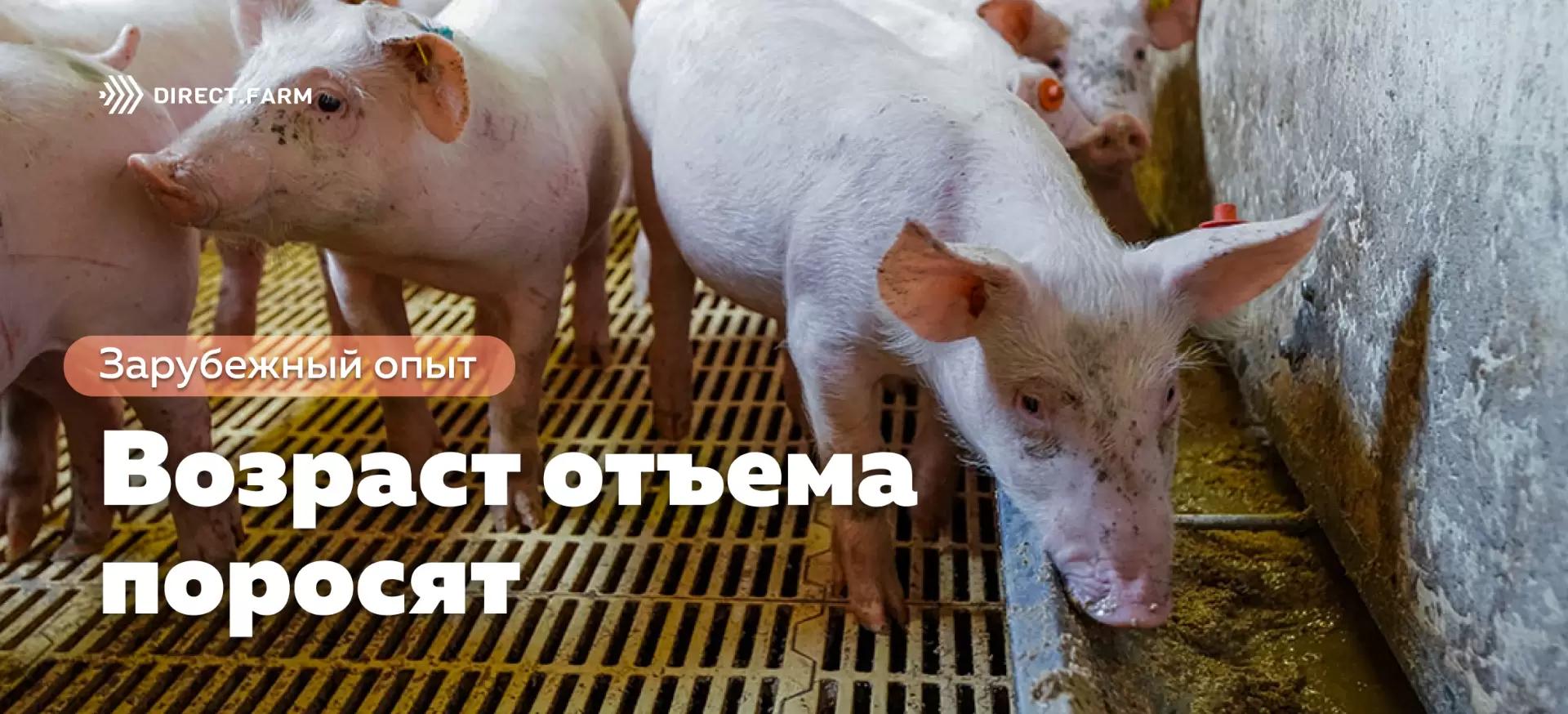 Возраст отъема поросят: влияние на здоровье