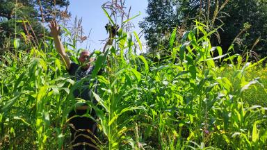 Влияние ряда стимуляторов на пшеницу, кукурузу и рапс. Продолжение 2