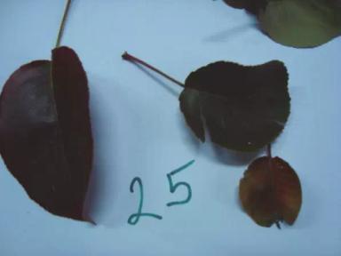 Истощение груши (фитоплазменное заболевание)