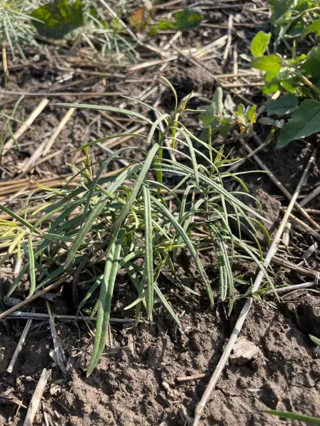 Вопросы из чатов: что за сорняк?