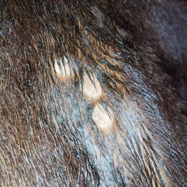 Вопросы из чатов: от чего у коров поражения кожи?