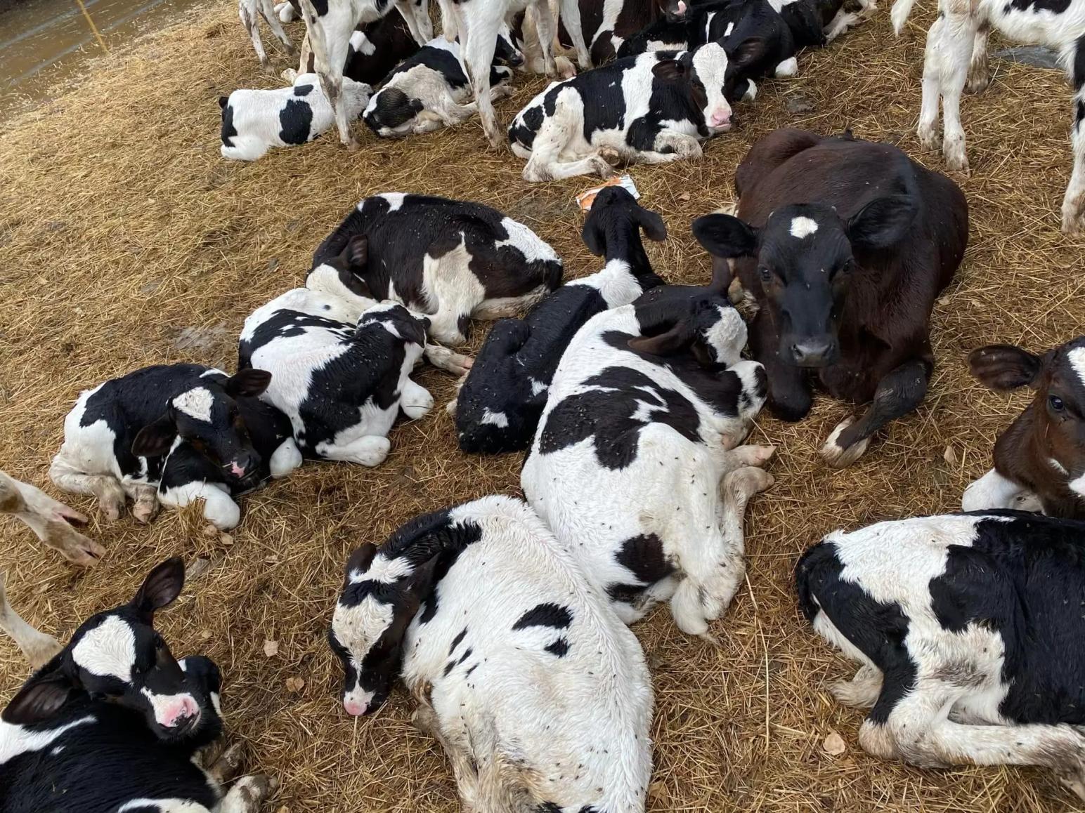 Как профилактировать подворот копыт у телят?