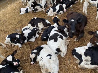 Как профилактировать подворот копыт у телят?