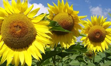 ЛГ 59580 (LG 59580) гибрид подсолнечника Лимагрейн