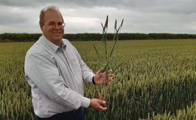 Рекорды Гиннесса по урожайности пшеницы и ячменя