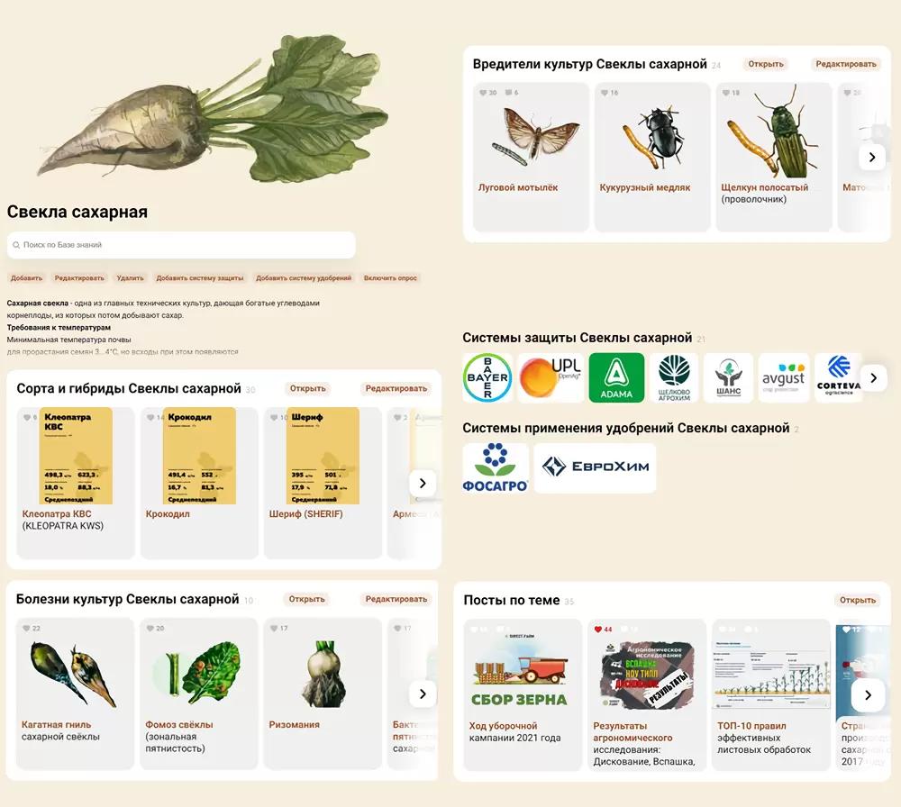 Сахарная свекла: сорта, болезни, вредители, технологии возделывания