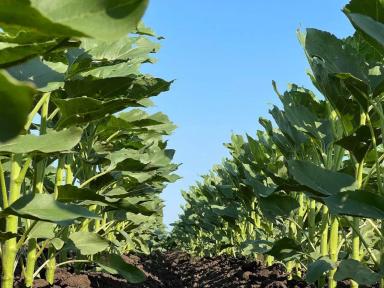 БИНГО — высокопродуктивный гибрид подсолнечника нового поколения