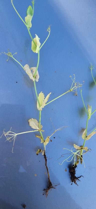 Что с горохом?