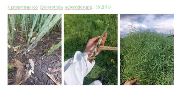 Опыт внесения фунгицида Кустодия,КС на озимый рапс дроном XAG V40