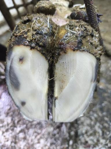 Кератинизация копытного рога.