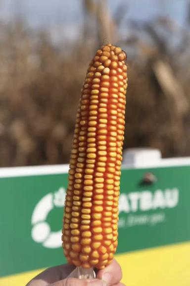 Контенто - гибрид кукурузы зерновой (Zea mays L.). Среднеранний ФАО 230.