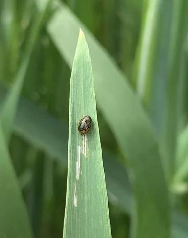 ОНА СЕЙЧАС НА ПОЛЯХ