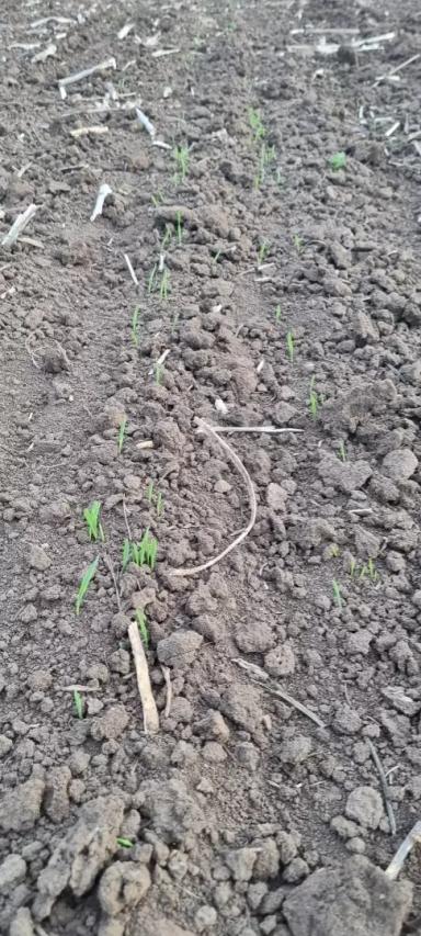 Всходы🌱 ячменя🌾 "Прерия"1РС