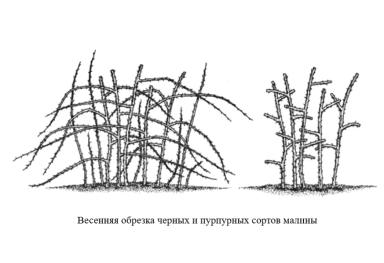 Рекомендации по обрезке малины