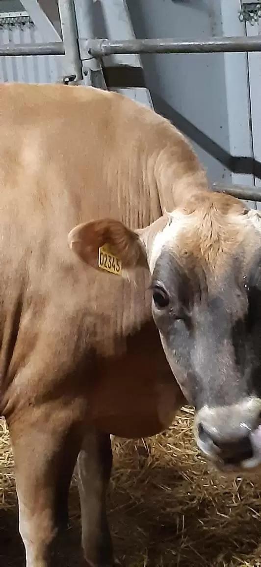 Мониторинг показателей состояния новотельной коровы.