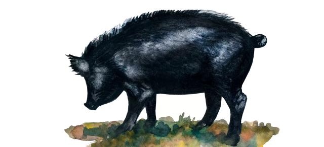 Восточно-балканская порода свиней