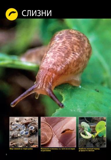 Полевой слизень